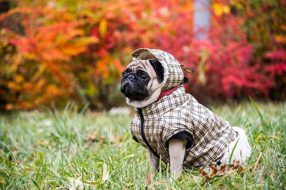 Pet Clothes Market,Pet Clothing Market Trends,Eco-Friendly Pet Clothes,Online Pet Fashion Sales,Innovative Pet Clothes Materials,Pet Humanization Fashion,Smart Pet Clothing Technology,Pet Clothing Design Innovations,Global Pet Clothing Market Growth,Functional Pet Apparel,Pet Fashion Social Media Trends