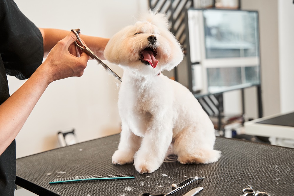 Dog Grooming Business,Dog Grooming Business Start-Up,Professional Dog Grooming Equipment,Dog Grooming Tables,Dog Clippers and Scissors,Dog Bathing Stations,Dog Grooming Shampoo,Nail Care for Dogs,Dog Grooming Tools,Starting a Pet Grooming Business,Pet Grooming Business Essentials