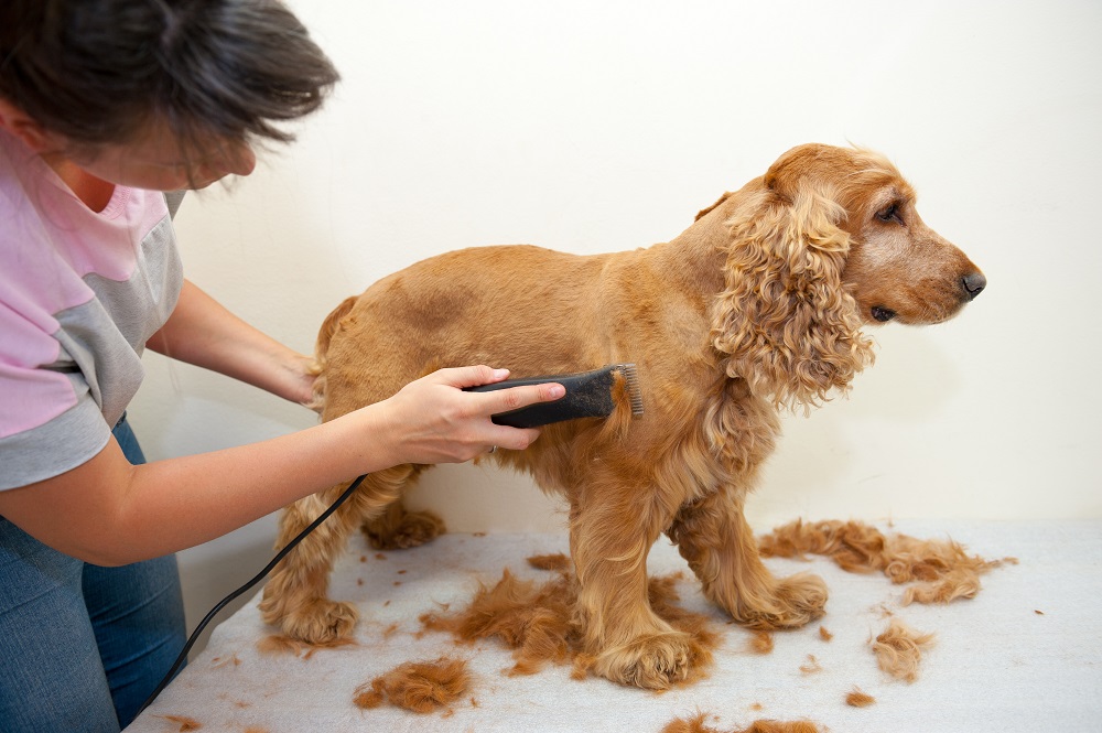 Dog Grooming Business,Dog Grooming Business Start-Up,Professional Dog Grooming Equipment,Dog Grooming Tables,Dog Clippers and Scissors,Dog Bathing Stations,Dog Grooming Shampoo,Nail Care for Dogs,Dog Grooming Tools,Starting a Pet Grooming Business,Pet Grooming Business Essentials