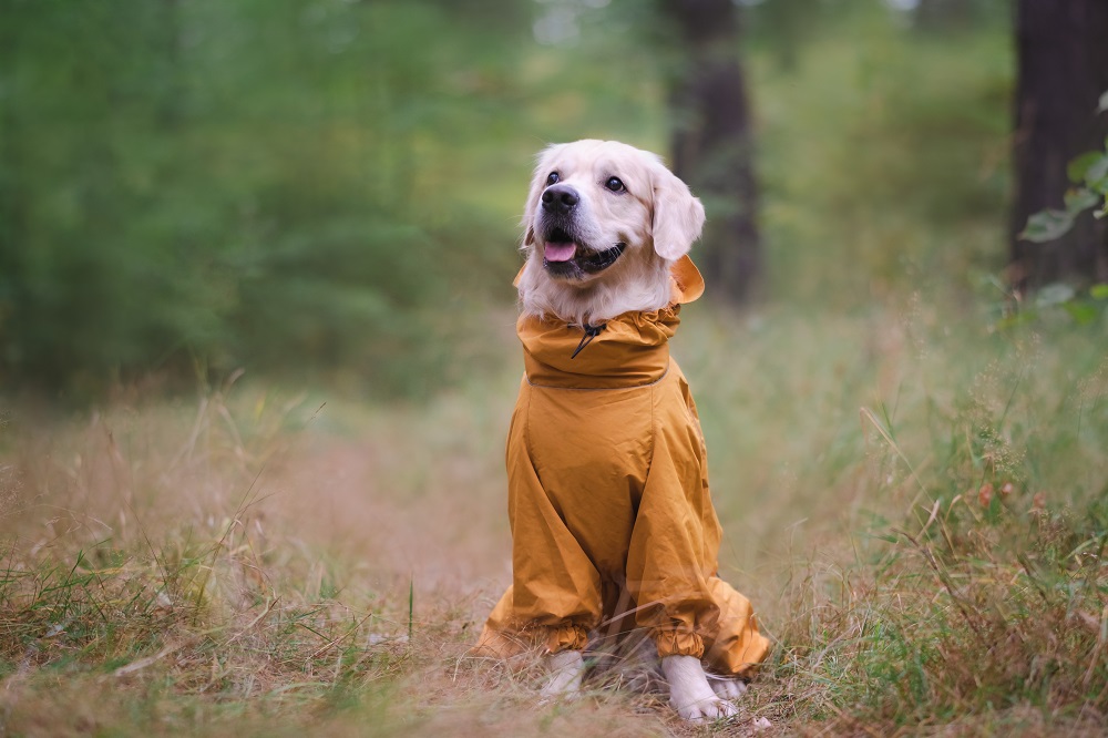 dog raincoat,dog raincoat with hood,dog raincoat medium,dog raincoat with boots,dog raincoat pattern,dog raincoat with legs,dog raincoat manufacture,dog rain jacket,waterproof dog coat,reflective dog coat,nylon dog raincoat,polyester dog raincoat,puppy raincoat,durable dog raincoat,fleece-lined dog raincoat,adjustable dog raincoat,eco-friendly dog raincoat,breathable dog raincoat,dog poncho,full-body dog raincoat,lightweight dog raincoat,all-weather dog jacket,custom dog raincoat,dog raincoat with harness opening,high visibility dog raincoat