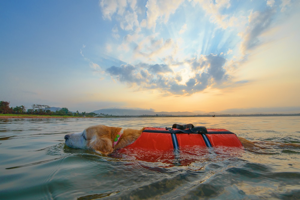 dogs need clothes,do dogs need clothes,dog clothes,dog clothes near me,Do Dogs Really Need Clothes