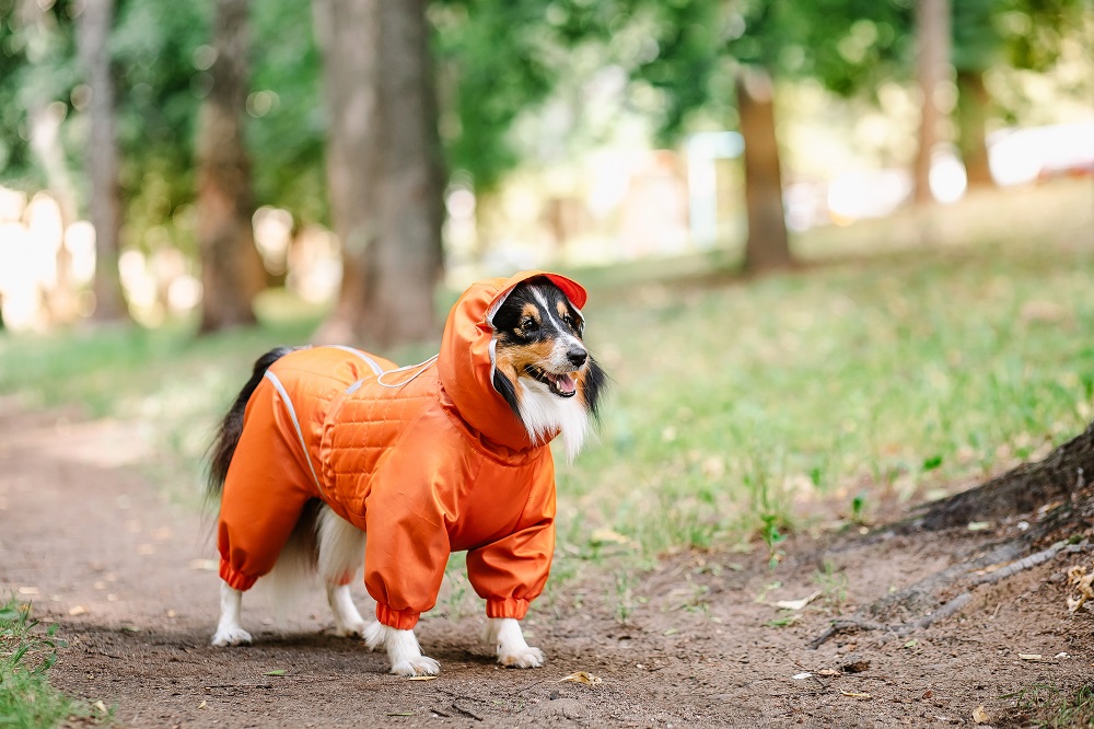 dog raincoat,dog raincoat with hood,dog raincoat medium,dog raincoat with boots,dog raincoat pattern,dog raincoat with legs,dog raincoat manufacture,dog rain jacket,waterproof dog coat,reflective dog coat,nylon dog raincoat,polyester dog raincoat,puppy raincoat,durable dog raincoat,fleece-lined dog raincoat,adjustable dog raincoat,eco-friendly dog raincoat,breathable dog raincoat,dog poncho,full-body dog raincoat,lightweight dog raincoat,all-weather dog jacket,custom dog raincoat,dog raincoat with harness opening,high visibility dog raincoat