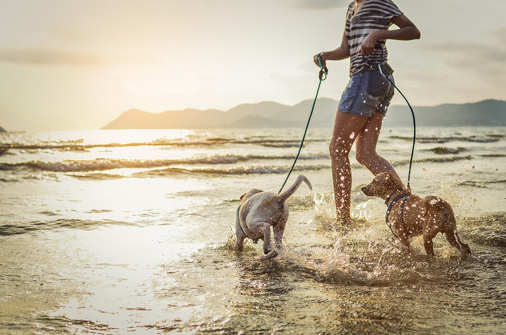 dog leash,dog leash factory,dog leash materials,Strongest dog leash material,Best dog leash material,Durable dog leashes,Climbing rope dog leash,Aircraft-grade aluminum leash,Heavy-duty dog leashes,Dog leash strength,Innovative dog leash materials