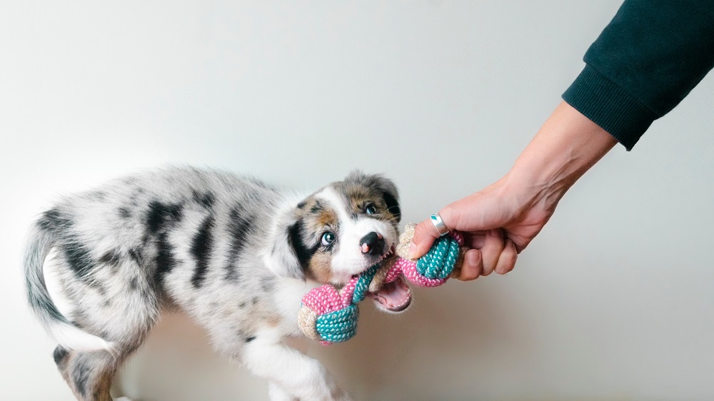 dog toy,dog toys,durable dog toy,durable dog toys for heavy chewers,durable dog toys for chewers,dog toy supply,dog toy factory,dog toy manufacture,dog toy manufacturers,dog toy manufacturers china,durable dog toys,dog toy safety,interactive dog toys,best dog toys for chewers,eco-friendly dog toys,long-lasting dog toys,non-toxic dog toys,dog puzzle toys,chew toys for dogs,dog mental stimulation toys,top dog toys for aggressive chewers,safe dog toys for puppies,durable rubber dog toys,tech-savvy dog toys,multi-functional dog toys,clean dog toys,dog toy materials,pet toy trends,choosing dog toys,high-quality dog toys