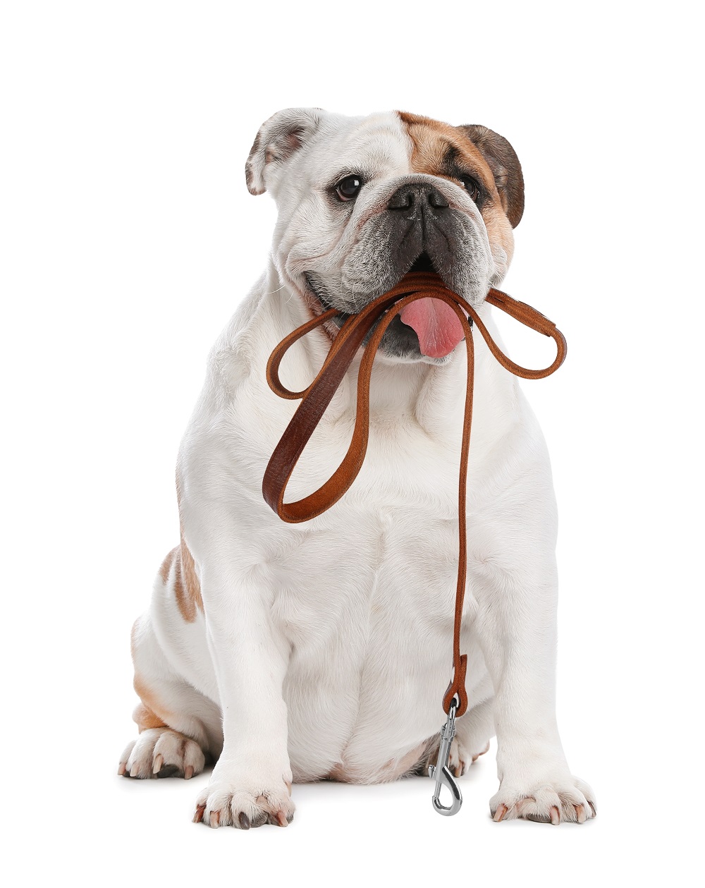 Types of Dog Leashes,types of dog leashes and collars,Standard Leashes,standard dog leashes,Adjustable Leashes,adjustable dog leashes,Slip Leads,slip leads for dogs,Chain Leashes,Double Dog Leash,Specialty Leashes,Tactical Leashes,leashes that help with pulling,Eco-Friendly Leashes,type of leashes