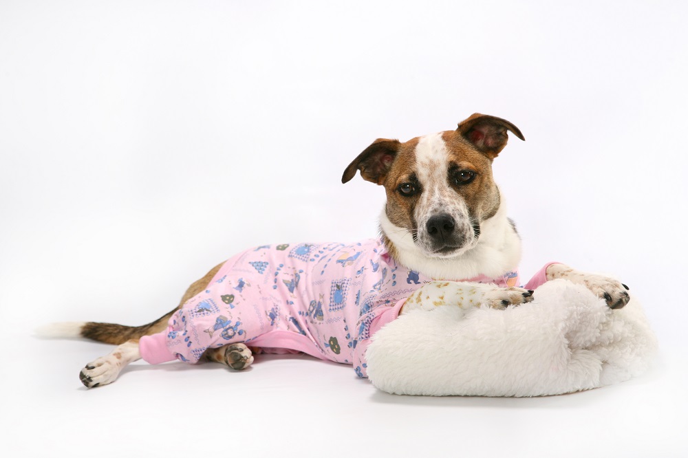 Dog Pajamas manufacturer,dog pajamas