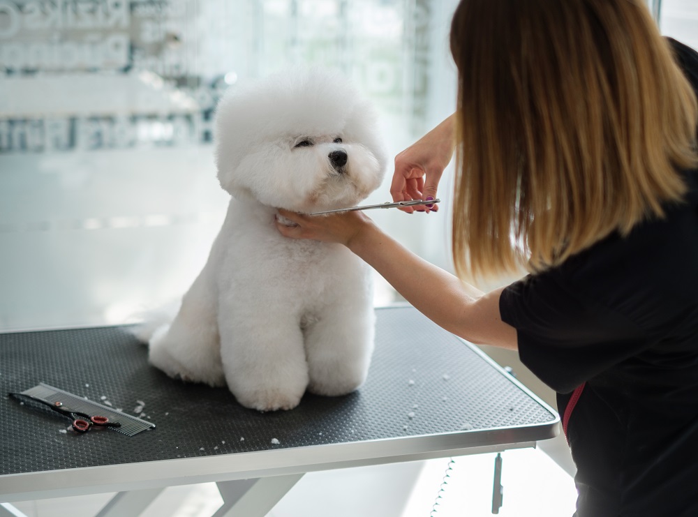 Dog Grooming Business,Dog Grooming Business Start-Up,Professional Dog Grooming Equipment,Dog Grooming Tables,Dog Clippers and Scissors,Dog Bathing Stations,Dog Grooming Shampoo,Nail Care for Dogs,Dog Grooming Tools,Starting a Pet Grooming Business,Pet Grooming Business Essentials
