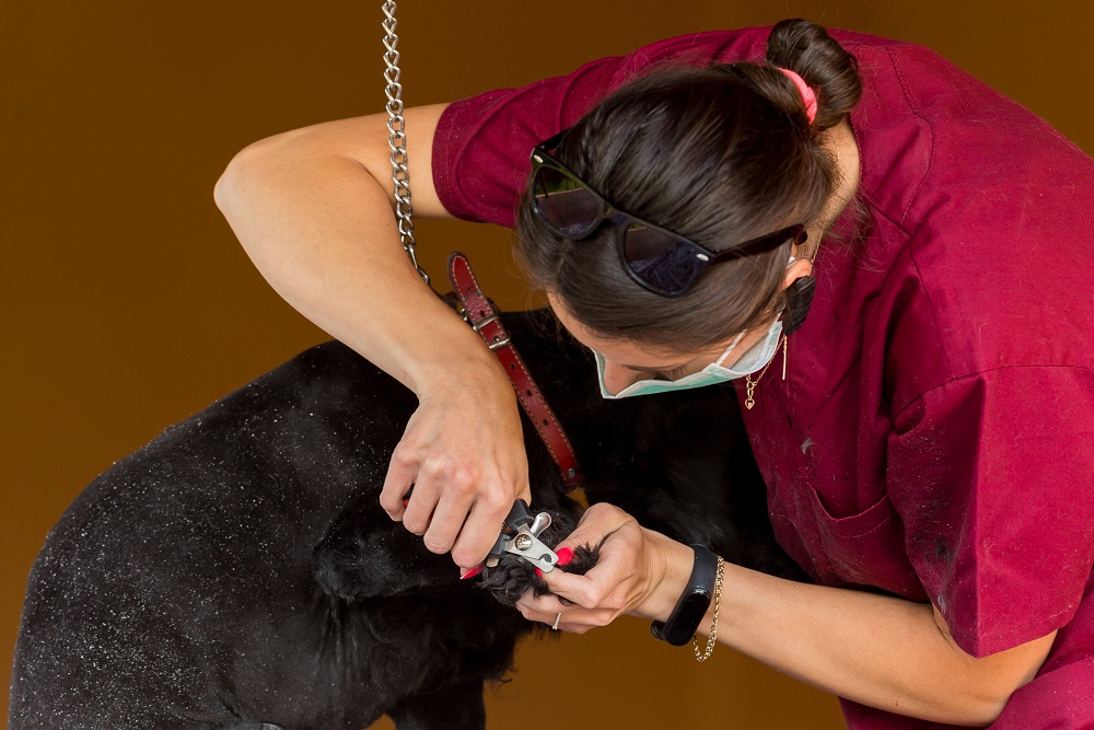 Dog Muzzle Business,Dog Muzzle,Muzzle Training,Basket Muzzle,Soft Muzzle,Muzzle for Grooming,Dog Muzzle Law