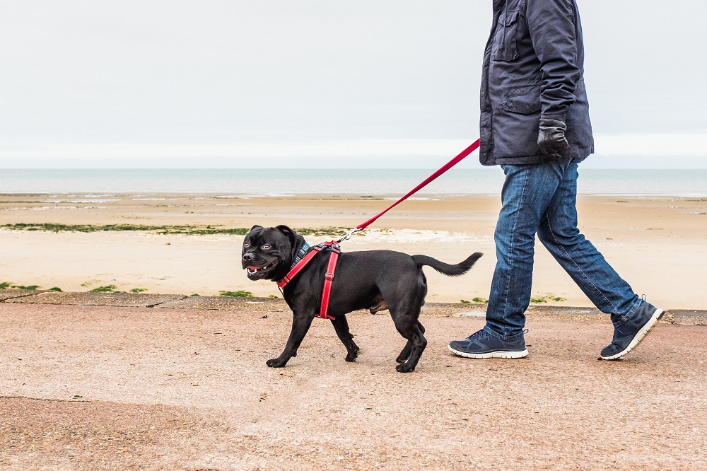 no-pull dog harnesses