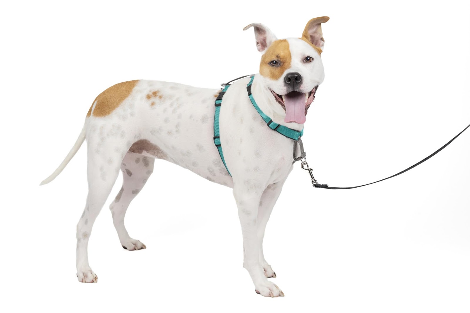different type of dog harnesses,different kinds of dog harnesses,different types of harnesses for dogs,types of harnesses,types of dog harnesses,Dog harness types,Best dog harness,No-pull dog harness,Reflective dog harness,Padded dog harness,Front-clip harness,Dual-clip harness,Step-in dog harness,Tactical dog harness,Dog harness for small breeds