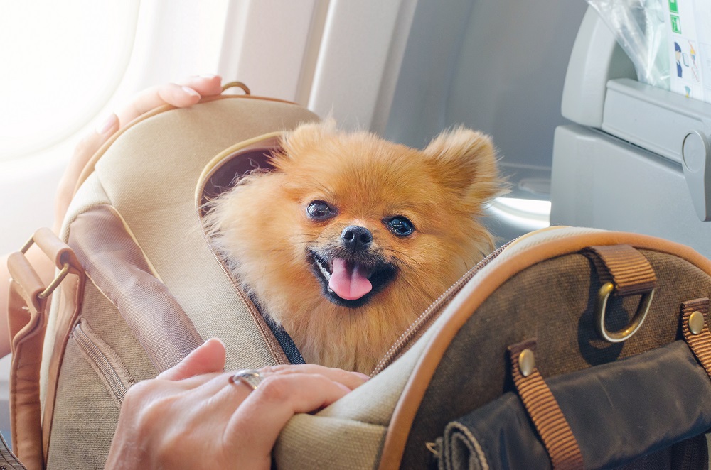 pet carriers,pet carriers business,dog carriers business,Airline Approved Pet Carriers,Hard-Sided Pet Carriers,Soft-Sided Pet Carriers,Pet Carrier Backpacks,Pet Carrier Purses,Car Seat Pet Carriers,Pet Travel Safety,Choosing a Pet Carrier,Pet Carrier Sizes and Materials