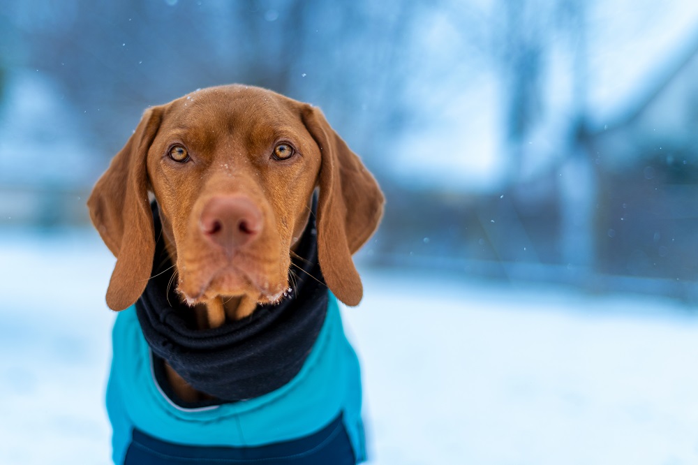 dog coats,dog coats with harness,dog coats and sweaters,dog coats manufacture,dog clothes manufacturers,dog coat