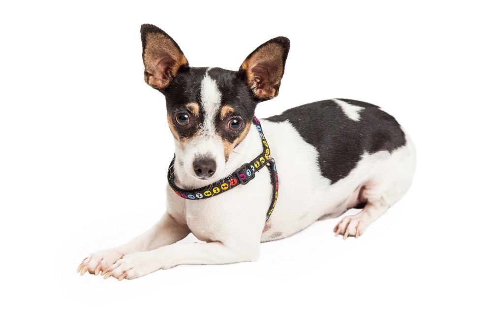 no-pull dog harnesses