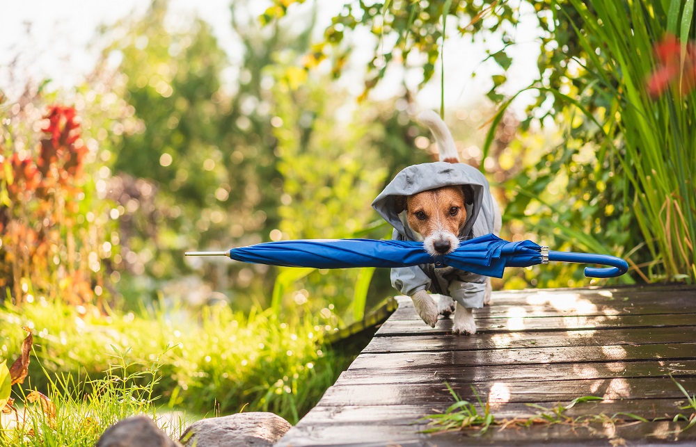 dog coats,dog coats with harness,dog coats and sweaters,dog coats manufacture,dog clothes manufacturers,dog coat