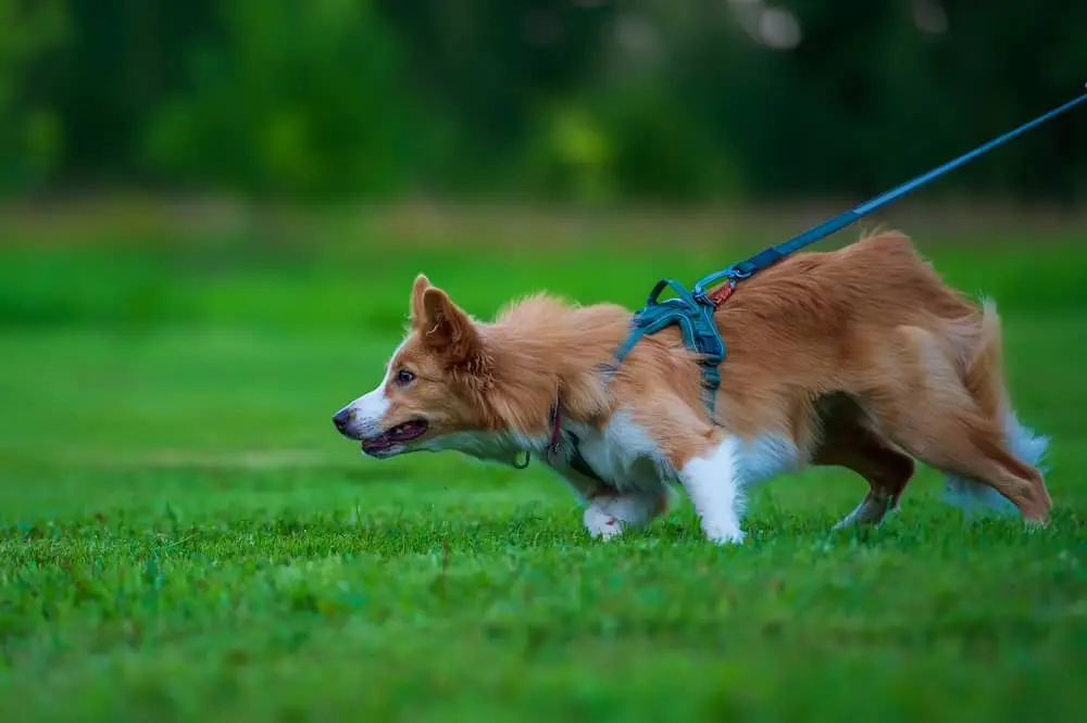 Pros and Cons of Dog Harnesses