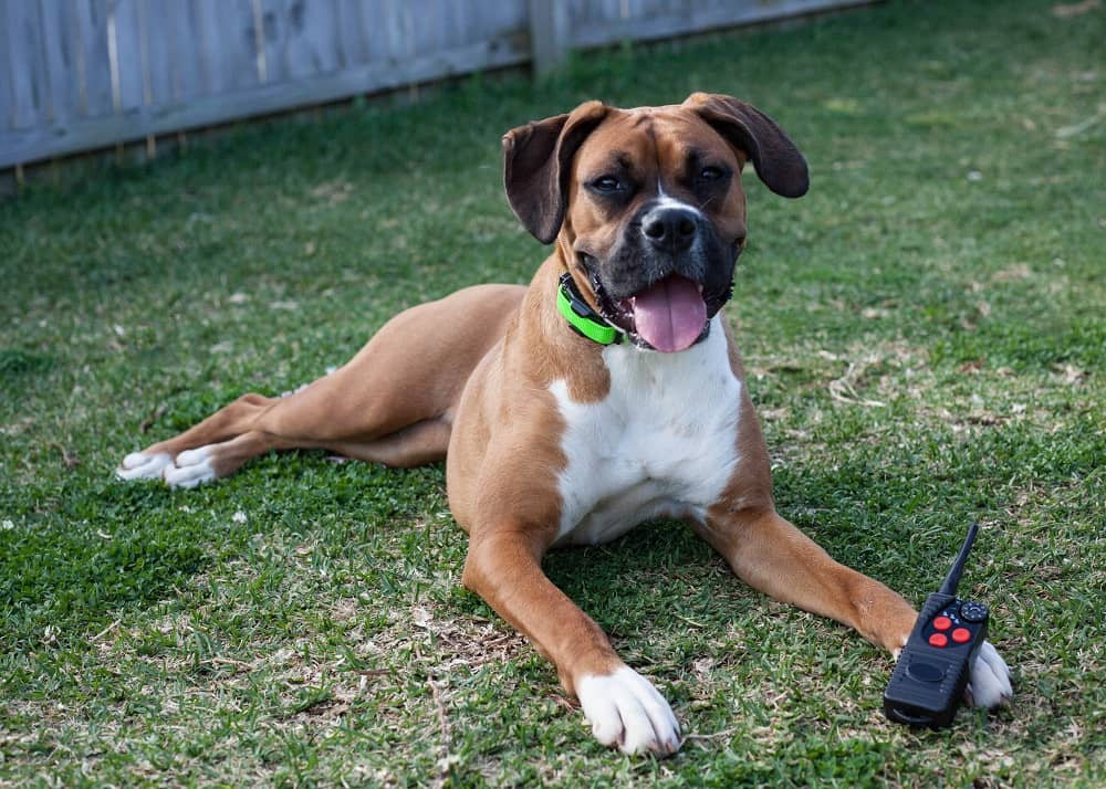 Dog Training Collars