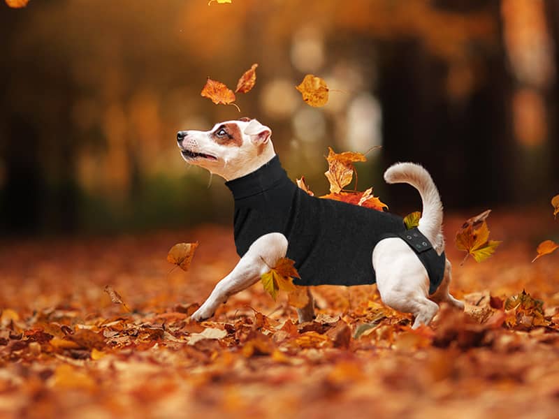 A Comprehensive Guide to Dog Recovery Suits Bestone
