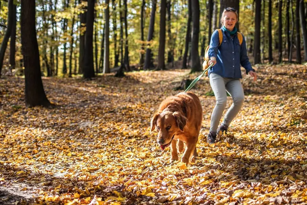 Heavy-Duty Dog Leash