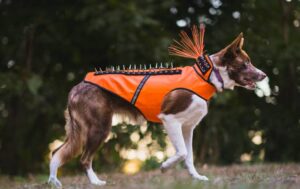 CoyoteVest,SpikeVest,The Difference Between CoyoteVest And SpikeVest,CoyoteVest vs SpikeVest,CoyoteVest for Dogs,SpikeVest for Dogs,Dog Protection Vest,Ballistic Nylon Dog Vest,Pet Safety Outdoor,Anti-Predator Pet Gear,Dog Vest with Collar,Velcro Dog Vest