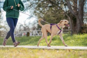 dog wearing a harness on a walk