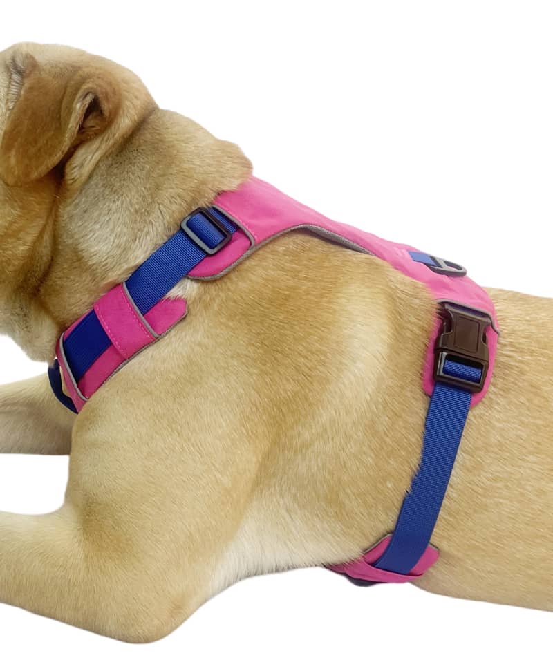 dog harness Manufacturer