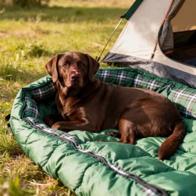 Pet Travel & Outdoor Gear Manufacturer