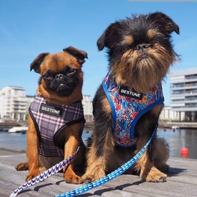 dog harness manufacturer