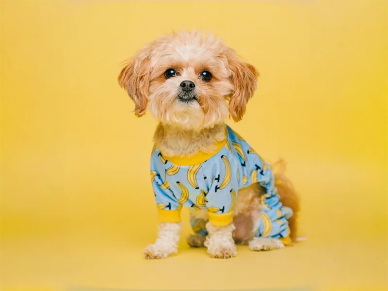 Custom dog clothing manufacturing - premium quality dog apparel