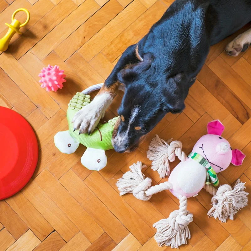 Interactive pet toys for online sales