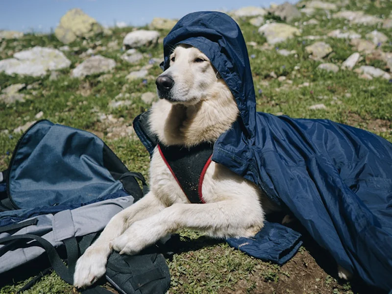 Pet travel backpack and outdoor gear