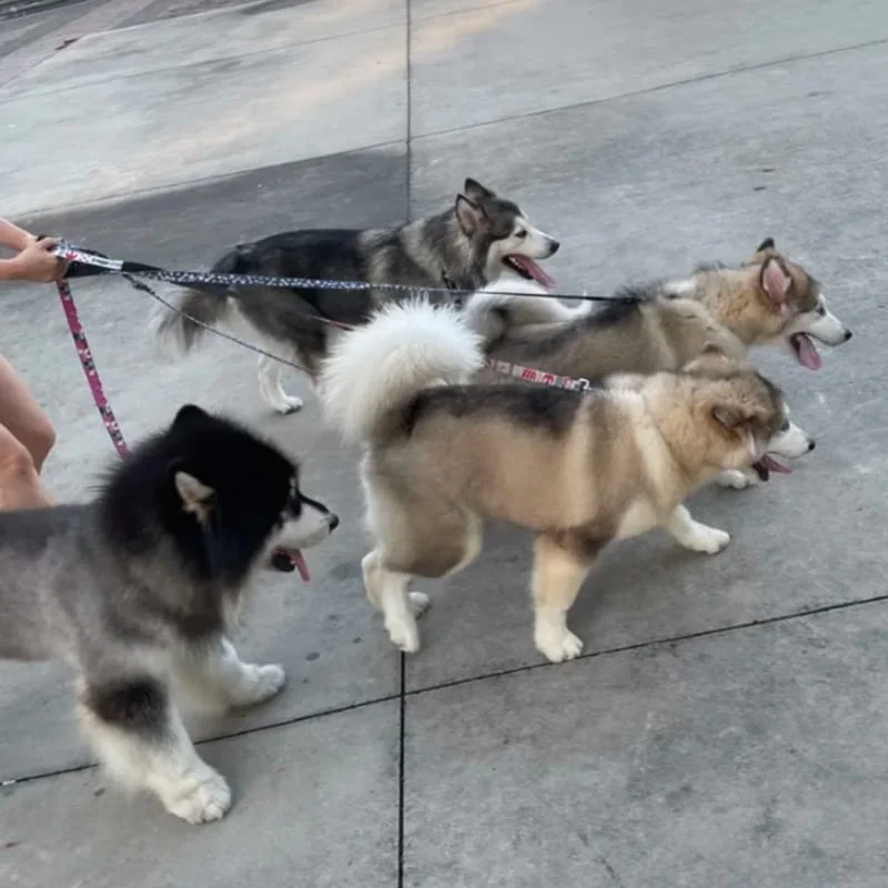 Pack Walk Control Leash