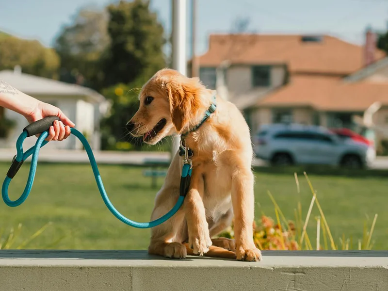Premium custom dog leash manufacturer