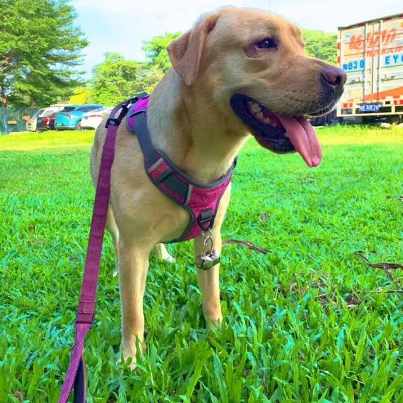 Everyday Walking Harness