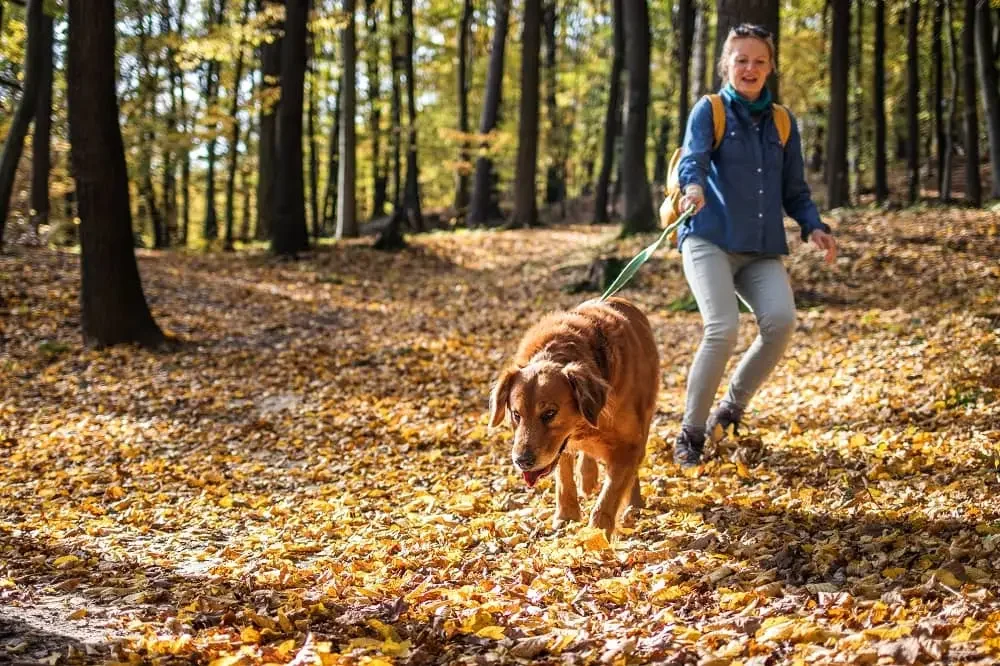 Person walking a brown dog on a leash through a forest with the ground covered in yellow leaves during autumn.