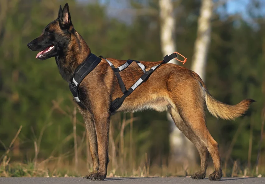 Belgian Malinois dog standing outdoors wearing a harness, with a blurred natural background.