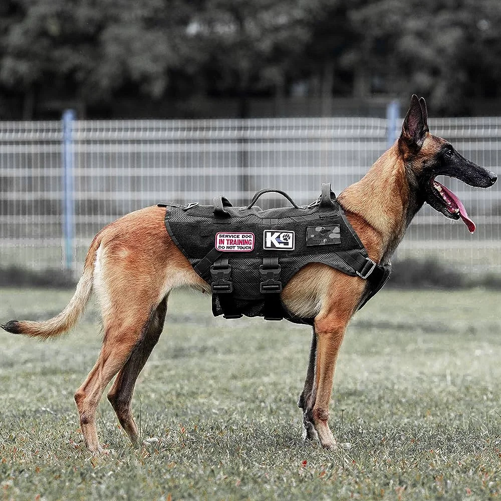 Belgian Malinois wearing a service dog training harness standing on grass with a fenced background.