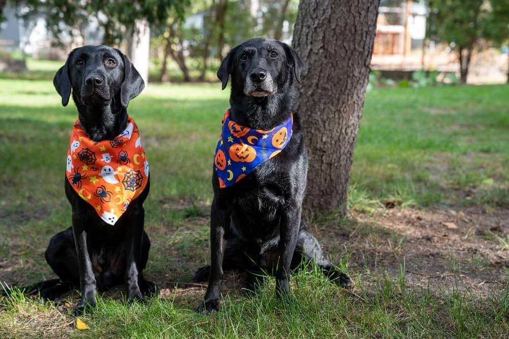 Two black Labrador dogs wearing Halloween-themed bandanas, one orange and one blue, sitting on grass near a tree.