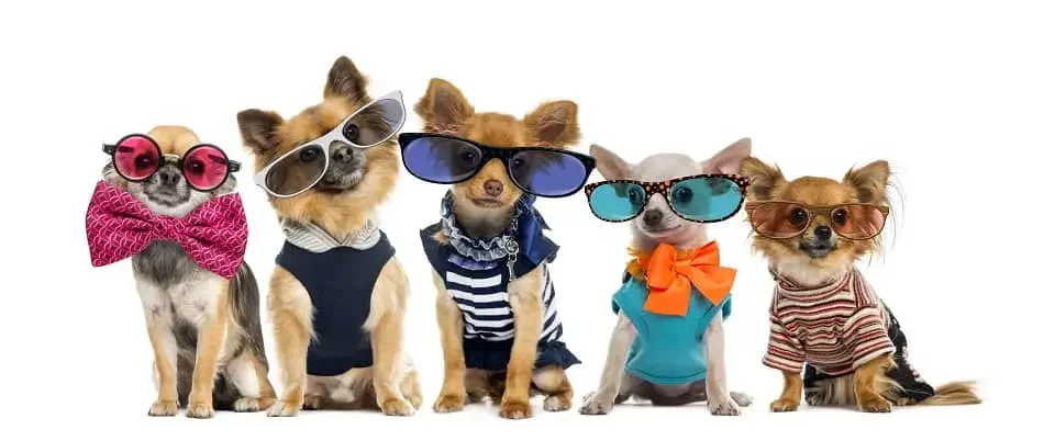 Five Chihuahuas wearing colorful sunglasses and clothing, each with a unique costume, posing against a white background.