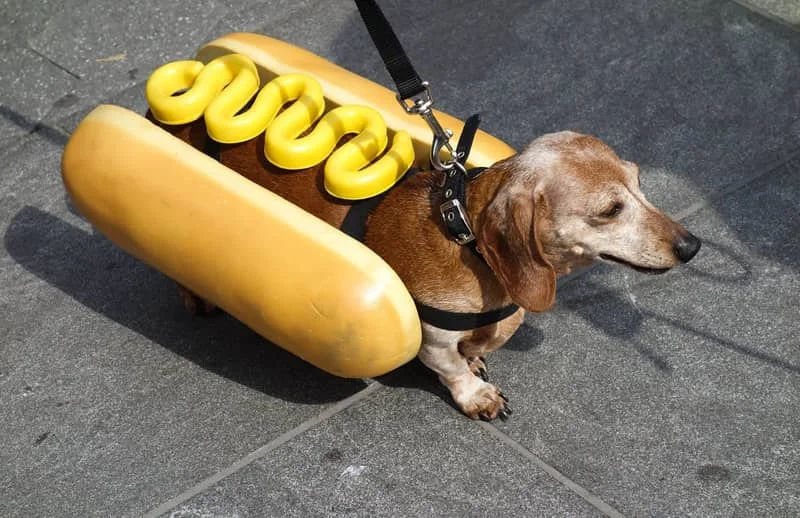 A dachshund wearing a hot dog costume with mustard design, walking on pavement.