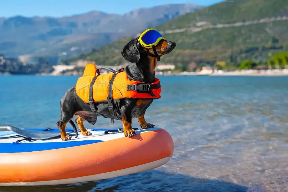 Dachshund wearing a life jacket and goggles standing on a paddleboard, overlooking a scenic lake with hills in the background.
