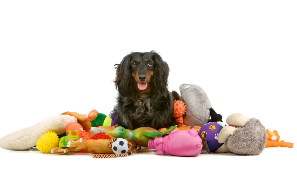 Dachshund sitting cheerfully among a variety of colorful toys, including stuffed animals and rubber items, on a white background.