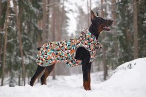Dobermann in einem verschneiten Wald, in einem bunten geometrisch gemusterten Mantel, inmitten hoher Bäume.