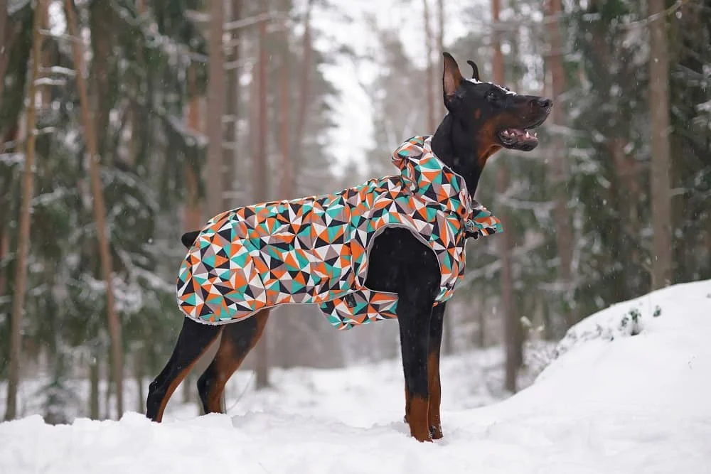 Doberman standing in a snowy forest, wearing a colorful geometric patterned coat, amid tall trees.