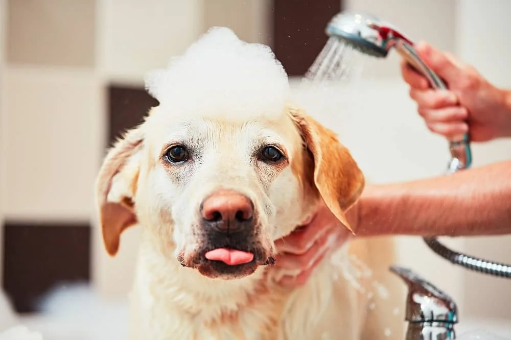 Person using a handheld shower to wash a dog, with soap lather visible on the dog's fur.