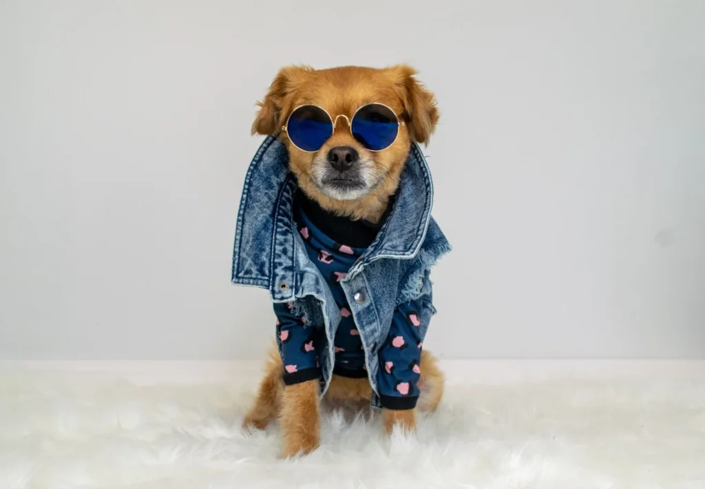 Cute dog wearing a denim jacket over a sweater, sitting on a fluffy rug in a stylish pose.
