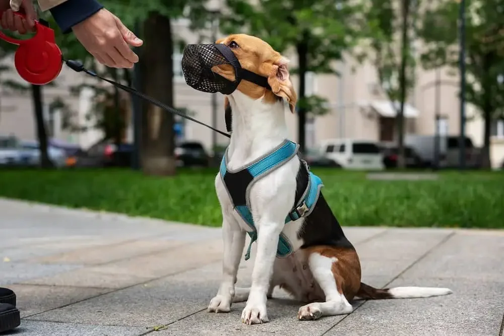 Small dog with a muzzle and teal harness sitting on pavement while person holds leash with retractable handle.