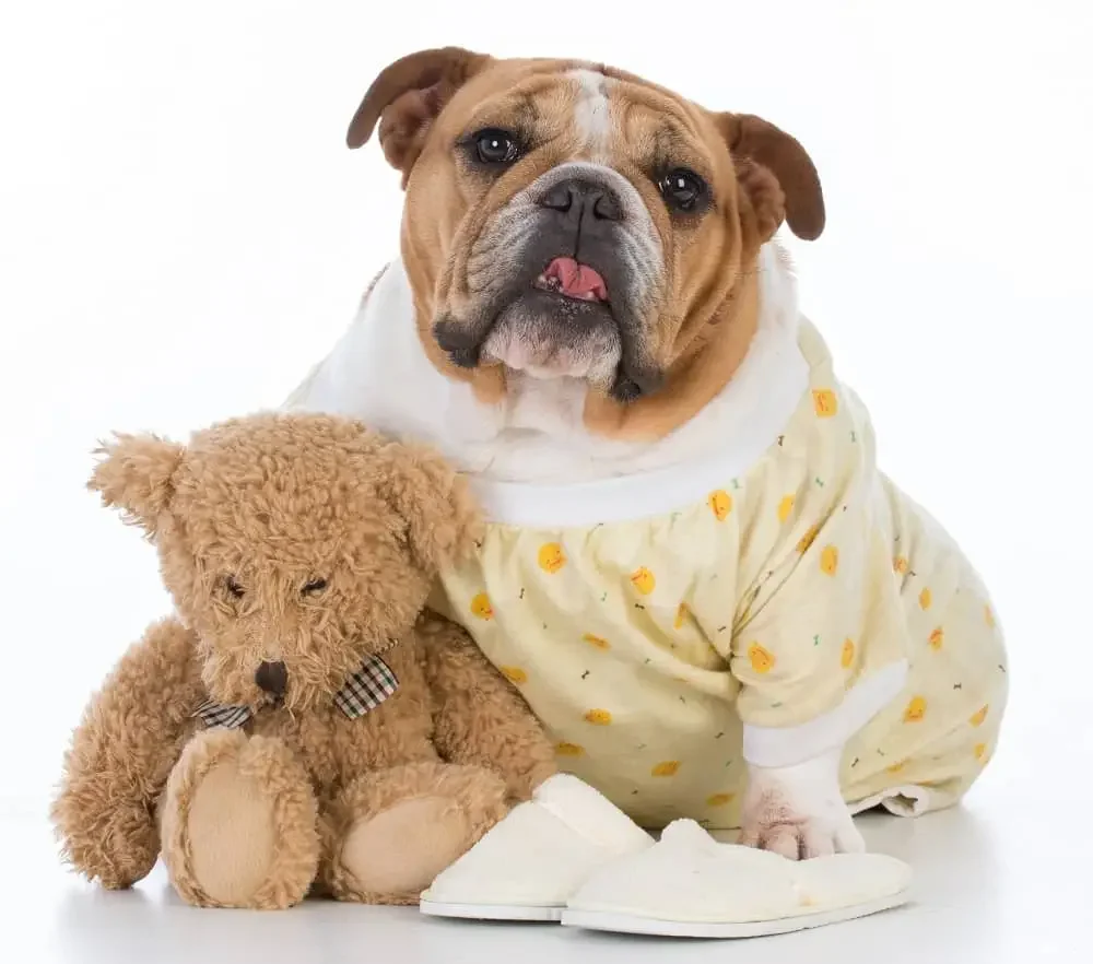 A dog wearing yellow pajamas sits beside a teddy bear and white slippers on a white background.
