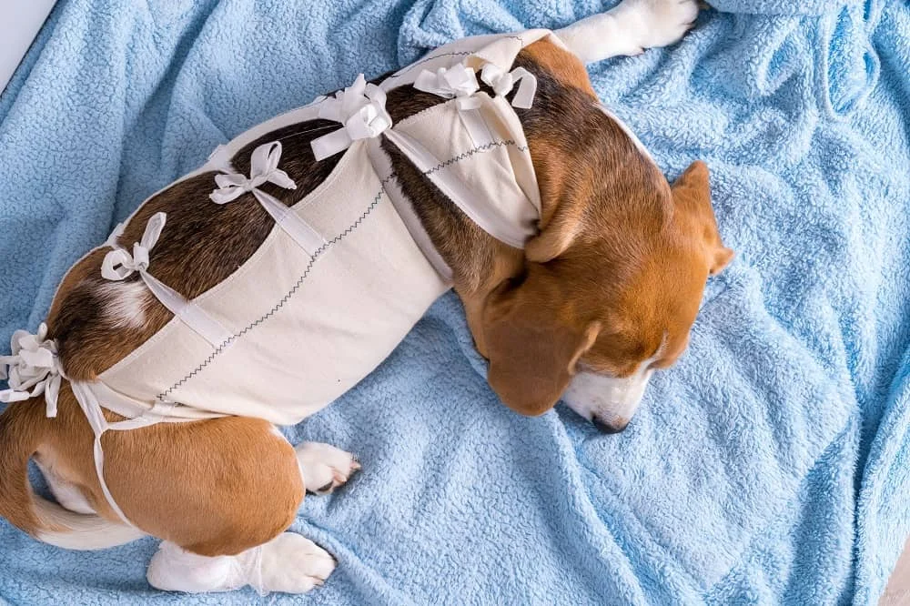 Dog Recovery Suits