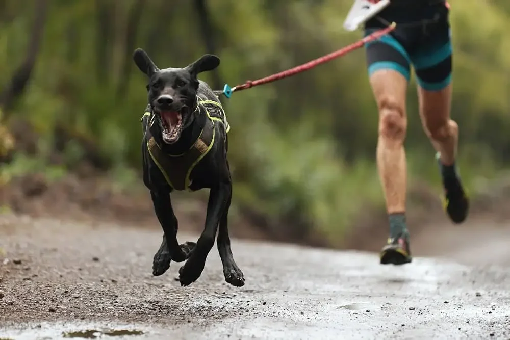 Black dog energetically running on a leash with its owner on a forest trail.