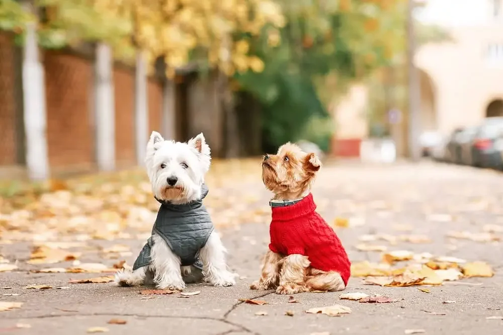 Two small dogs sitting on a leaf-strewn sidewalk in autumn, wearing colorful sweaters: one gray and the other red.